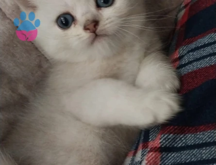 British Shorthair 2 Aylık Bluepoint