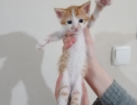 Sarman Yavrular Dişi ve Erkek