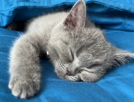 British Shorthair 2 AYlık