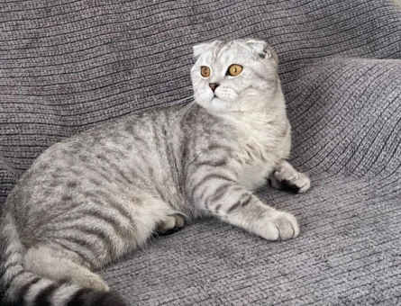 Kedimiz leo yu sahiplendirmek istiyoruz