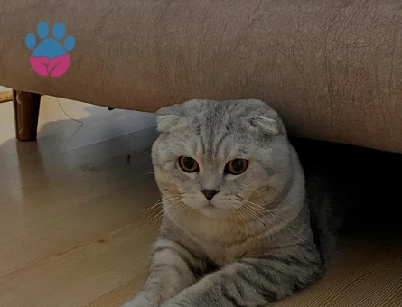 Kedimiz leo yu sahiplendirmek istiyoruz