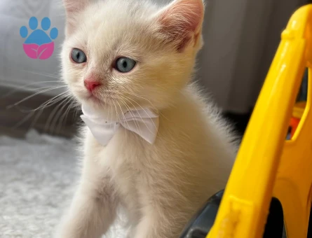 British Shorthair 50 Günlükler