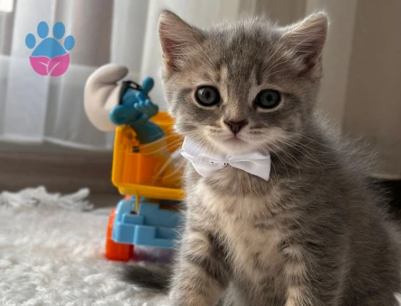 British Shorthair 50 Günlükler