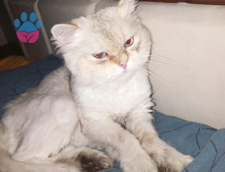 1 yaşına girecek british longhair