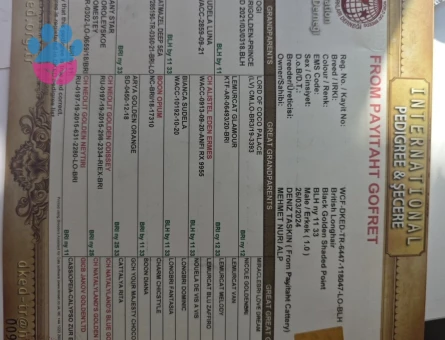 1 yaşına girecek british longhair