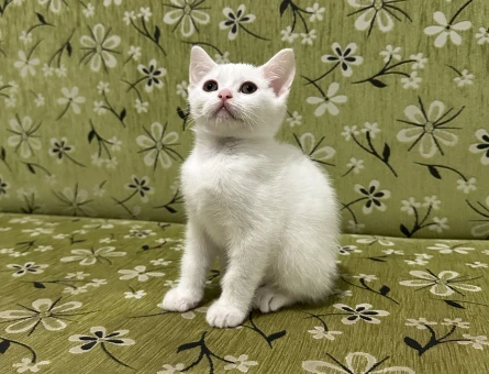 2 aylık beyaz erkek british shorthair