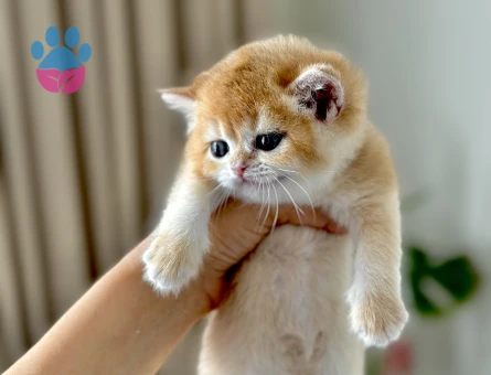 Brıtısh shorthaır golden ny12