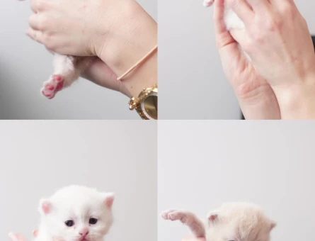 Yavru scottish kedilerimize yuva arıyoruz