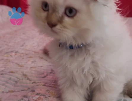 Secereli scottish fold straight Yavrular