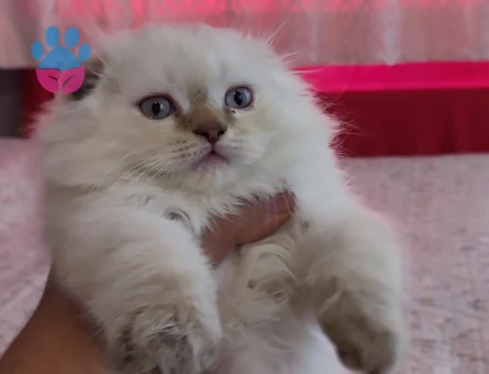 Secereli scottish fold straight Yavrular