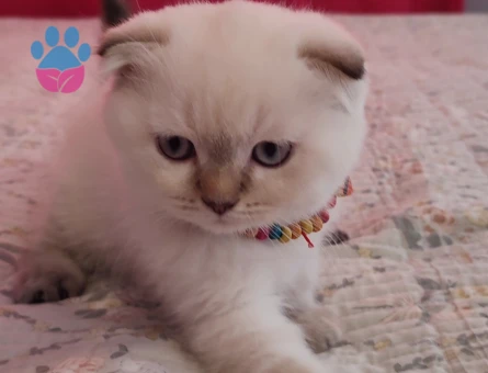 Secereli scottish fold straight Yavrular
