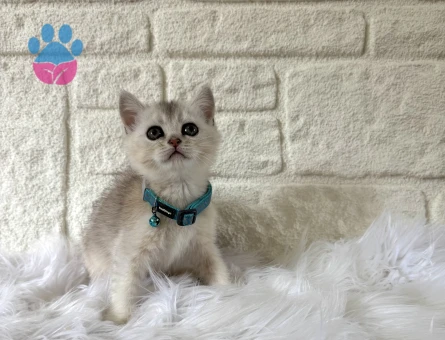 British Shorthair Erkek Silver 2 Aylık