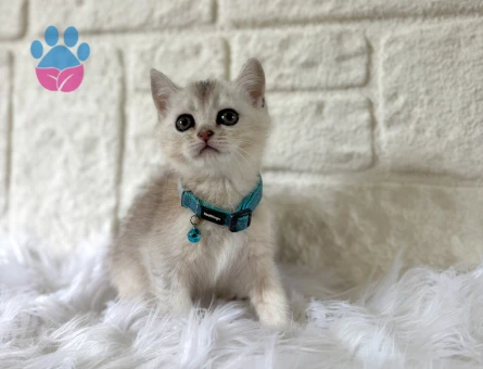 British Shorthair Erkek Silver 2 Aylık