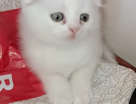 Scottish Fold 3 Aylık Erkek Kedimiz