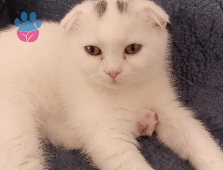 Scottish Fold 3 Aylık Erkek Kedimiz