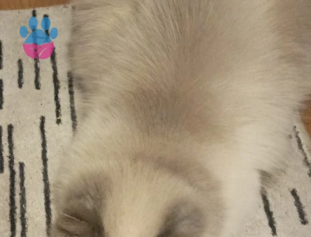 1 Yaşında Himalayan Eş Arıyor