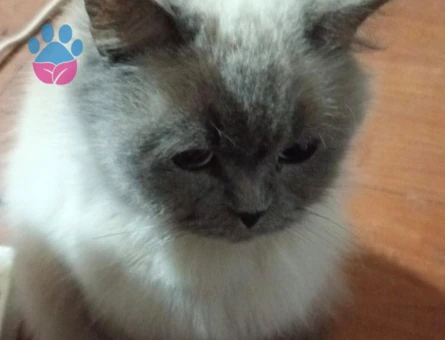 1 Yaşında Himalayan Eş Arıyor