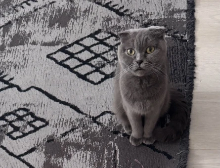 Scottish Fold Geceye sevimli yuva arıyorum