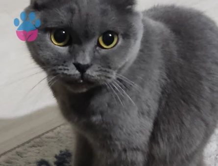 Scottish Fold Geceye sevimli yuva arıyorum