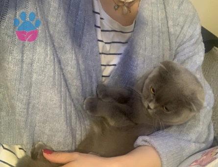 Scottish Fold Geceye sevimli yuva arıyorum