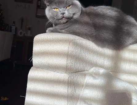 13 aylık Brtish shorthair kedimiz sahiplendirilicektir kısır degildir - 4320