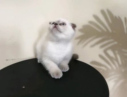 Scottish Fold 2 Aylık Bebekler - 4699