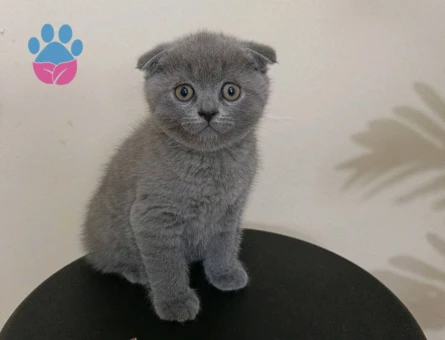 Scottish Fold 2 Aylık Bebekler