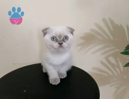 Scottish Fold 2 Aylık Bebekler