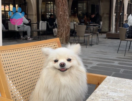 Yetişkin Dişi Pomeranian Boo