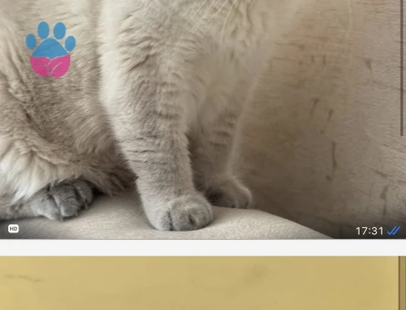 British Shorthair 8 Yaşında Yuva Arıyor