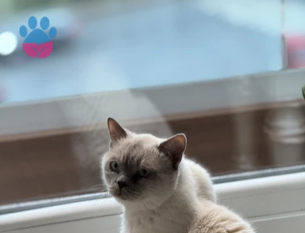British Shorthair 8 Yaşında Yuva Arıyor