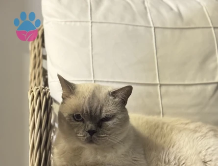 British Shorthair 8 Yaşında Yuva Arıyor