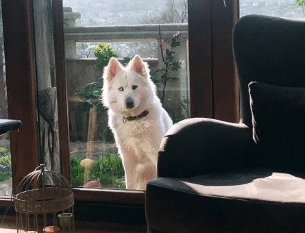 8 Yaşında Beyaz Husky - 4703