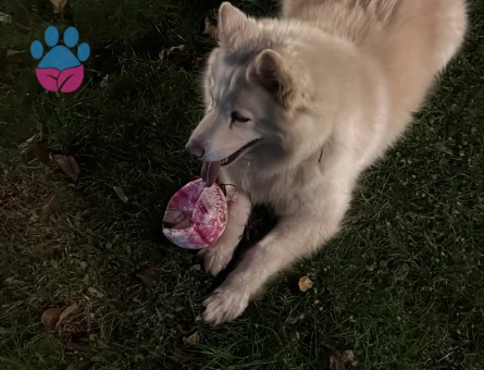 8 Yaşında Beyaz Husky