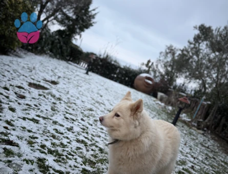 8 Yaşında Beyaz Husky