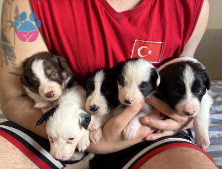 Border Collie 4 Dişi 1 Erkek