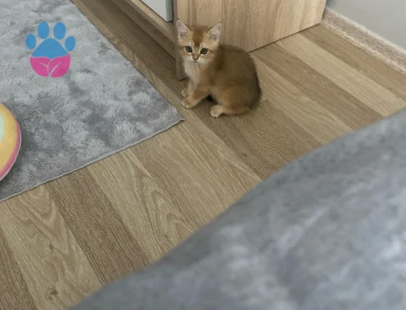 Brıtısh shorthair golden