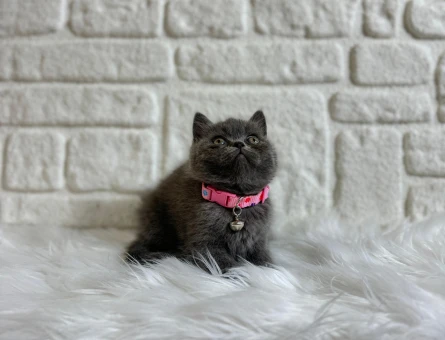 British Shorthair Dişi 2 Aylık