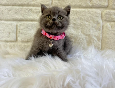 British Shorthair 2 Aylık Dişi