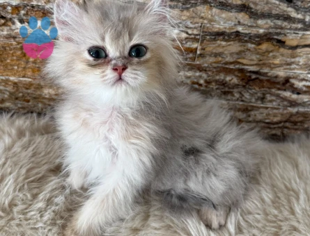 british longhair erkek yavru