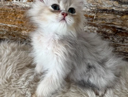 british longhair erkek yavru - 5534