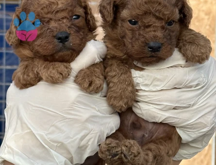 Sevimli toy poodle Şahane Yavrular - 5536