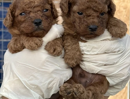 Sevimli toy poodle Şahane Yavrular - 5536