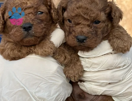 Sevimli toy poodle Şahane Yavrular