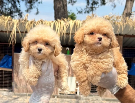 2 Aylık Maltipoo Bebekler - 5537