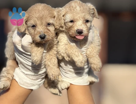 2 Aylık Maltipoo Bebekler