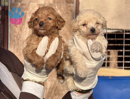 2 Aylık Maltipoo Bebekler