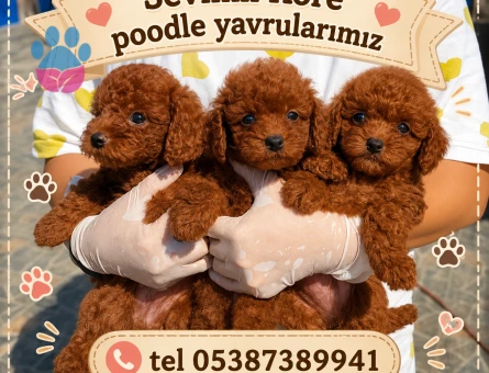 Kore Poodle Yavrularımız 2 Aylıklar - 5538