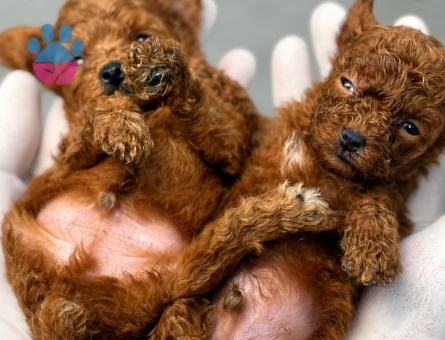 Kore Poodle Yavrularımız 2 Aylıklar