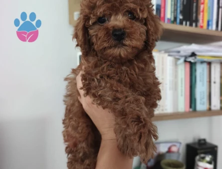 İzmir'den Harika Toy poodle 2 Aylık Yavrular - 5539